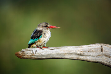 Grey-headed Kingfisher standing on a log isolated in natural background in Greater Kruger National park, South Africa ; Specie Halcyon leucocephala family of Alcedinidae