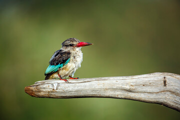 Grey-headed Kingfisher standing on a log isolated in natural background in Greater Kruger National park, South Africa ; Specie Halcyon leucocephala family of Alcedinidae