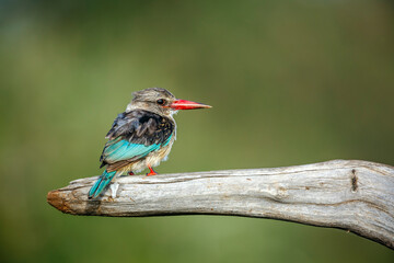 Grey-headed Kingfisher standing on a log isolated in natural background in Greater Kruger National park, South Africa ; Specie Halcyon leucocephala family of Alcedinidae
