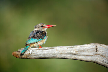 Grey-headed Kingfisher standing on a log isolated in natural background in Greater Kruger National...