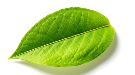 Fototapeta premium Close-up of a Vibrant Green Leaf with Veins on White Background
