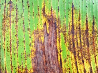 Abstrack colourful banana leaf surface texture background
