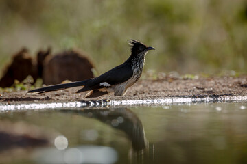 Levaillant's Cuckoo standing along waterhole in backlit in Greater Kruger National park, South...