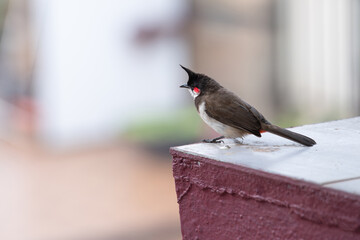 Red fronted bulbul bird sitting on a wall, Goa in South India, wildlife in urban environment, pycnonotus jocosus