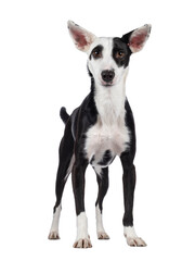 Cute black with white Podenco mix dog, standing facing front. Looking towards camera. Isolated cutout on a transparent background.
