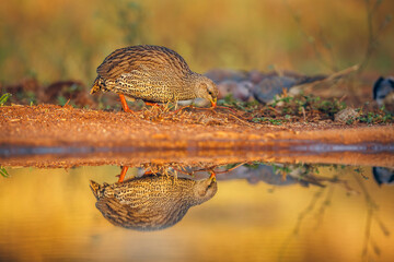 Obraz premium Natal francolin eating along waterhole with reflection in Greater Kruger National park, South Africa ; Specie Pternistis natalensis family of Phasianidae