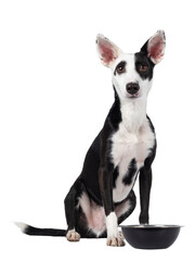 Handsome black with white Podenco mix dog, sitting up facing front beside food bowl. Looking towards camera. Isolated cutout on a transparent background.