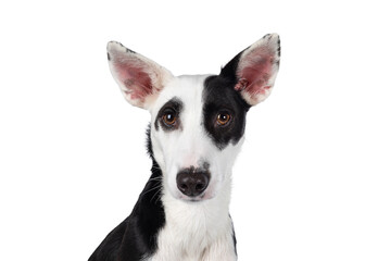 Head shot of Handsome black with white Podenco mix dog. Looking towards camera. Isolated cutout on a transparent background.