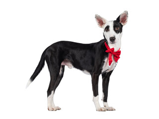 Handsome black with white Podenco mix dog, standing side ways wearing red vevet Christmas bow tie around neck. Looking towards camera. Isolated cutout on a transparent background.