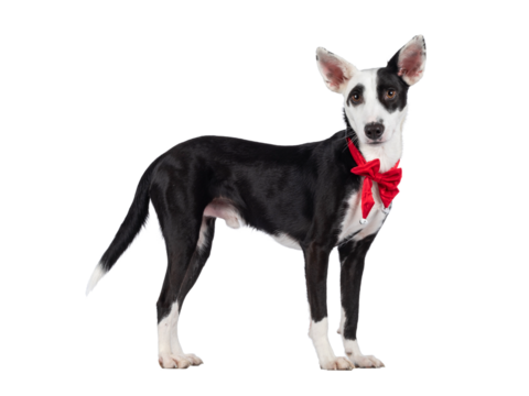 Handsome black with white Podenco mix dog, standing side ways wearing red vevet Christmas bow tie around neck. Looking towards camera. Isolated cutout on a transparent background.