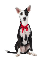 Handsome black with white Podenco mix dog, sitting facing front wearing red vevet Christmas bow tie around neck. Looking towards camera. Isolated cutout on a transparent background.