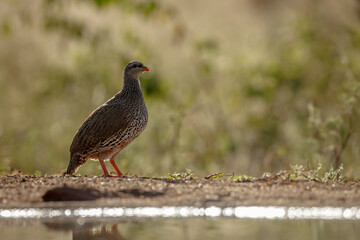 Natal francolin standing backlit along waterhole in Greater Kruger National park, South Africa ; Specie Pternistis natalensis family of Phasianidae
