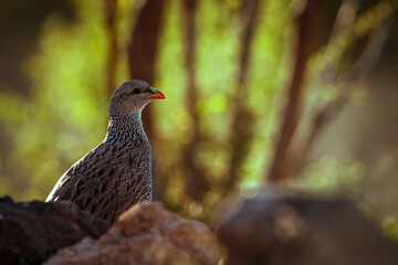 Natal francolin backlit portrait behind stones in Greater Kruger National park, South Africa ; Specie Pternistis natalensis family of Phasianidae