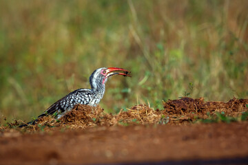 Southern Red billed Hornbill with bug prey catch in beak in Greater Kruger National park, South Africa ; Specie Tockus rufirostris family of Bucerotidae