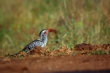 Southern Red billed Hornbill with bug prey catch in beak in Greater Kruger National park, South Africa ; Specie Tockus rufirostris family of Bucerotidae