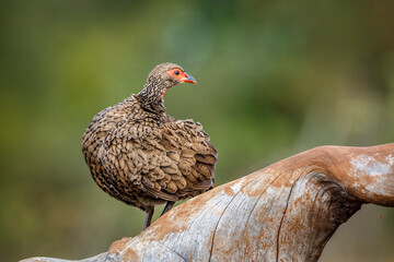Swainson's Spurfowl preening rear view standing on a log in Greater Kruger National park, South Africa ; Specie Pternistis swainsonii family of Phasianidae