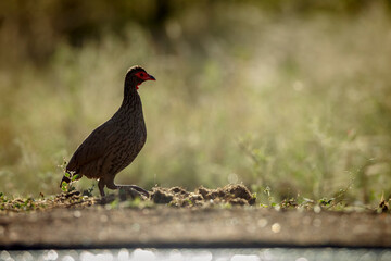 Swainson's Spurfowl walking backlit along waterhole in Greater Kruger National park, South Africa ; Specie Pternistis swainsonii family of Phasianidae
