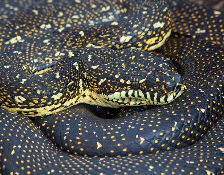 Diamond Python (Morelia spilotes) close-up
