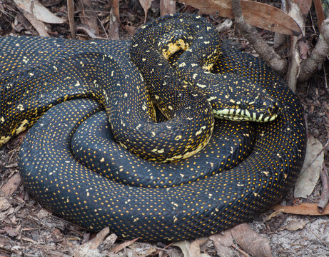 Diamond Python (Morelia spilotes)