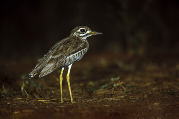 Water thick-knee in ground level in the night  in Greater Kruger National park, South Africa ; Specie Burhinus vermiculatus family of  Burhinidae
