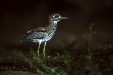 Water thick-knee in ground level in the night  in Greater Kruger National park, South Africa ; Specie Burhinus vermiculatus family of  Burhinidae