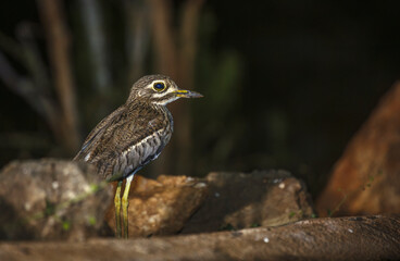 Water thick-knee standing in front of rocks in Greater Kruger National park, South Africa ; Specie...