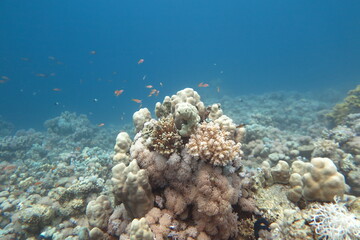 Red Sea | Egypt | Marsa Alam | Hurghada | Scuba | Marine Life | Corals