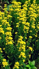 Fototapeta premium Bushy, upright stems densely packed with vibrant green foliage and clusters of tiny, bright yellow flowers, natural, stems