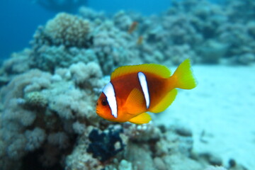 Red Sea | Egypt | Marsa Alam | Hurghada | Scuba | Marine Life | Corals
