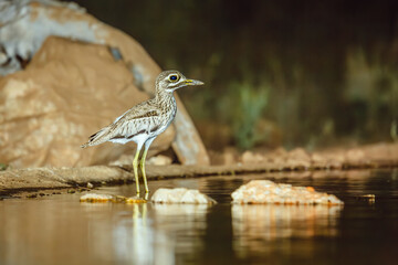 Water thick-knee standing in waterhole by night in Greater Kruger National park, South Africa ; Specie Burhinus vermiculatus family of  Burhinidae