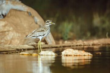 Water thick-knee standing in waterhole by night in Greater Kruger National park, South Africa ; Specie Burhinus vermiculatus family of  Burhinidae