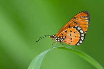 A Tawny Coster  butterfly resting on a green blade of grass with morning dew, set against a soft green background.