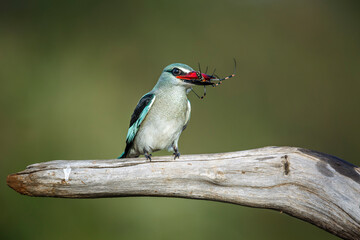 Woodland kingfisher with spider prey catch in Greater Kruger National park, South Africa ; specie Halcyon senegalensis family of Alcedinidae