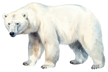 PNG Bear Wildlife Animal Mammal