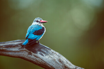 Woodland kingfisher standing on a log isolated in natural background in Greater Kruger National park, South Africa ; specie Halcyon senegalensis family of Alcedinidae