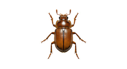 Isolated Brown Beetle