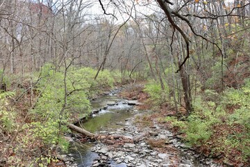 Fototapeta premium The flowing creek in the woods on a fall day.