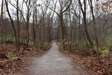 Obraz premium The long hiking trail in the forest on a fall day.