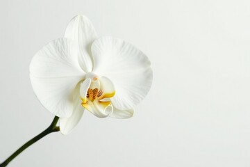 Obraz premium Delicate white orchid blossom against pure white backdrop, natural beauty, light