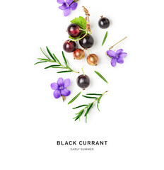 Black currant, rosemary and violet flowers photography isolated on white background. Early summer series.