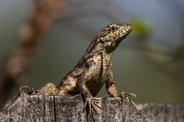 Curly Tailed Lizard Up close face detail