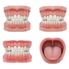 Obraz premium This image showcases a set of 3D models of human mouths and teeth from various perspectives
