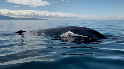 Fototapeta premium A colossal fin whale glides gracefully through the deep, dark blue waters of the open ocean.