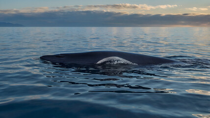 Fototapeta premium A colossal fin whale glides gracefully through the deep, dark blue waters of the open ocean.