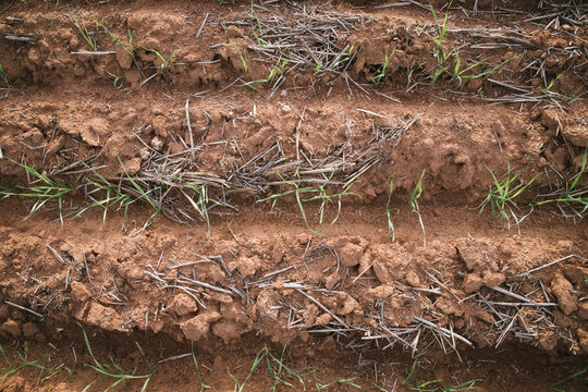 Closeup of seedling wheat crop in the Wheatbelt of Western Australia