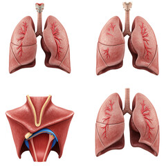 This high-quality image showcases a detailed 3D anatomical model of the lungs and respiratory system