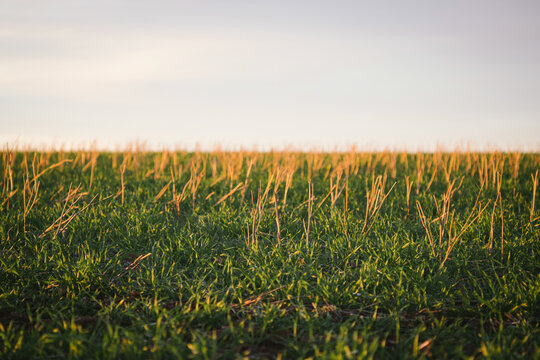 Cereal crop emerging in canola stubble in the Avon Valley in Western Australia