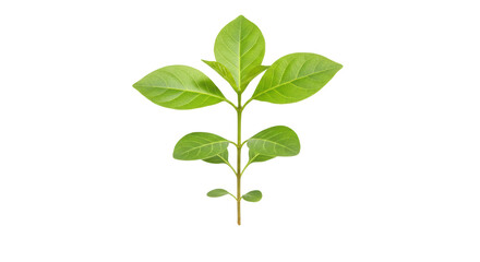 Isolated Young Plant Seedling