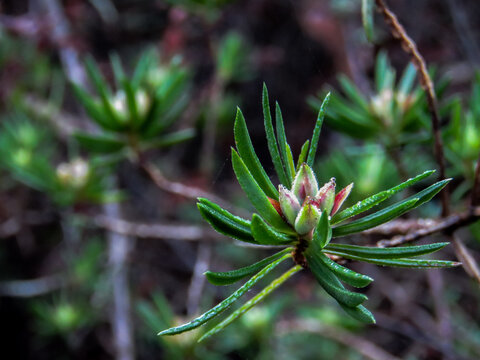 Delicate dewdrops on uncommon Darwinia procera bushflowers