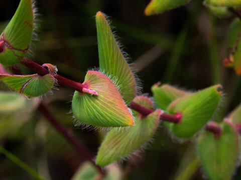 Pink rimmed and hairy Leucopogon leaves on a dark background